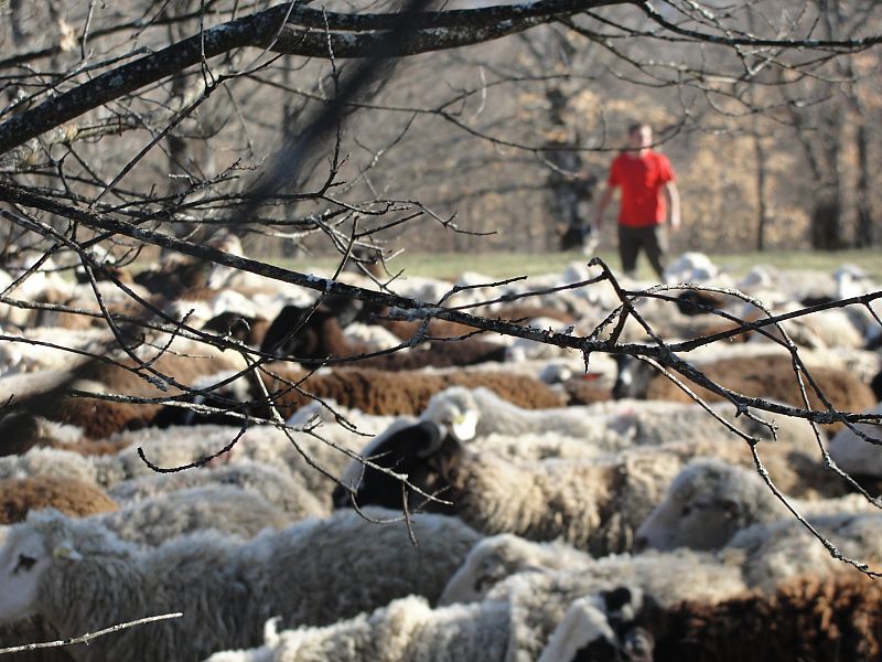 Alberto y sus ovejas en Santa Colomba de Sanabria