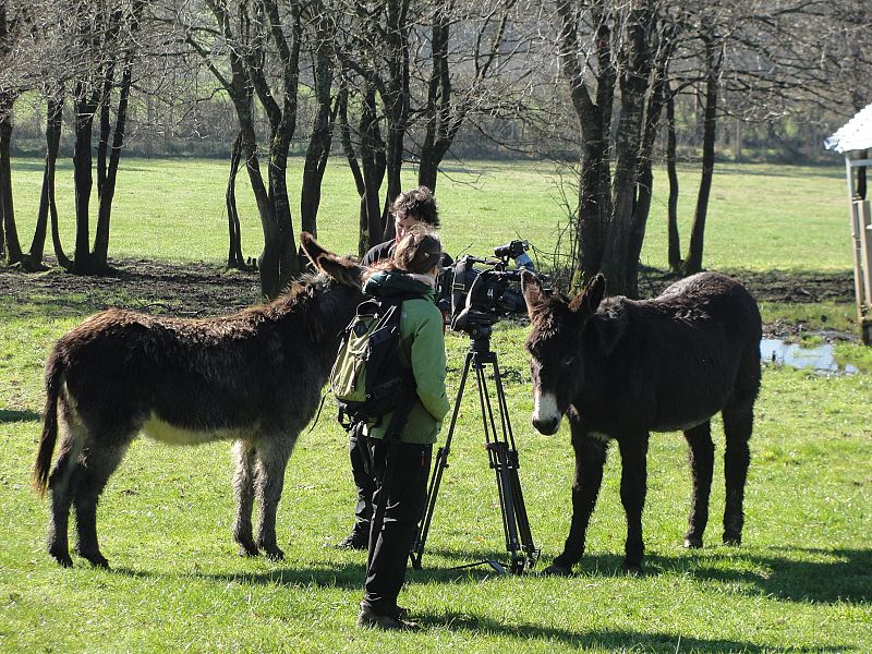 Los burros de la casa grande de Xanceda, en plena entrevista