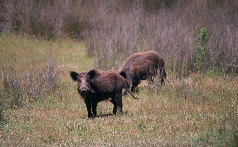 Jabalíes en Doñana