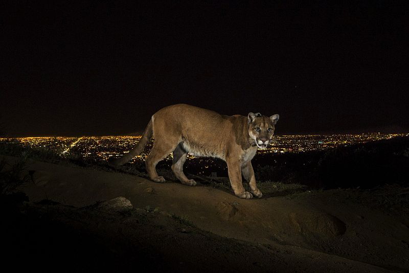 Steve Winter, primer premio naturaleza. Pumas