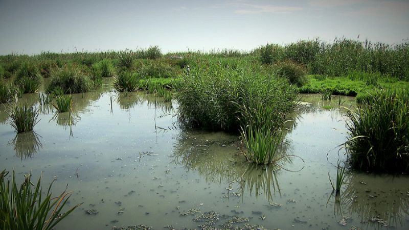 El Tancat de la Pipa en la Albufera de Valencia, ejemplo del modelo de gestión que pretende la red Natura 2000