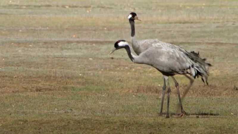 Las grullas son las protagonistas de un humedal único: la laguna de Gallocanta