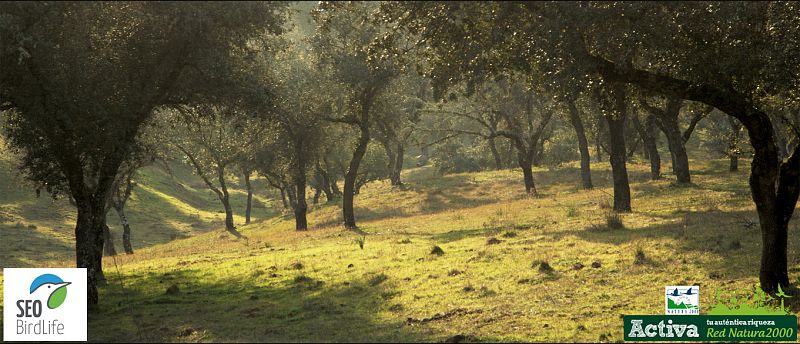 En la sierra de Andújar, los bosques originales fueron transformados en la formidable dehesa de encinas y alcornoques