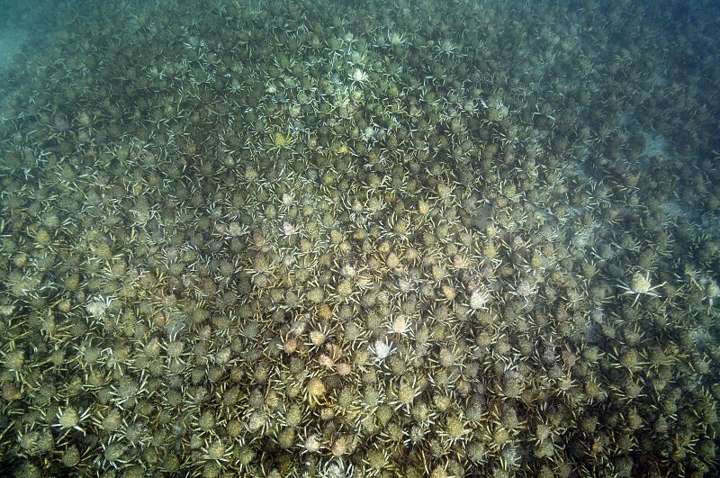 Cientos de miles de estos animales emigran cada año a las costas del sur de Australia