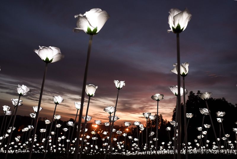 Rosas blancas LED se iluminan cerca de Kuala Lumpur para celebrar el Día de Malasia
