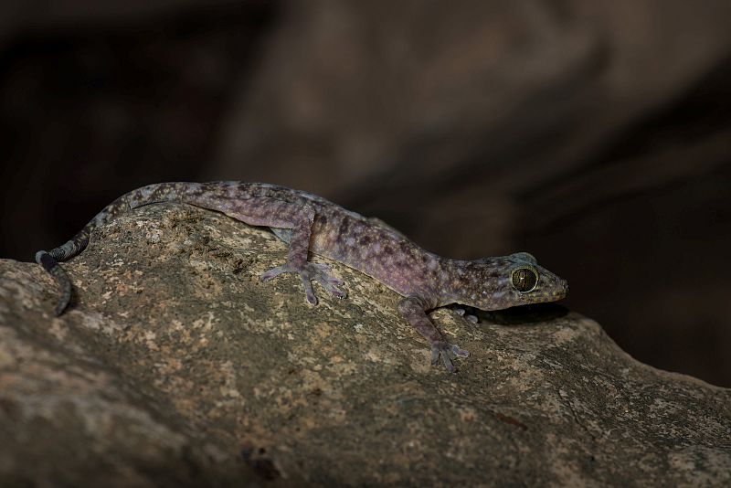 Gekko Bonkowski