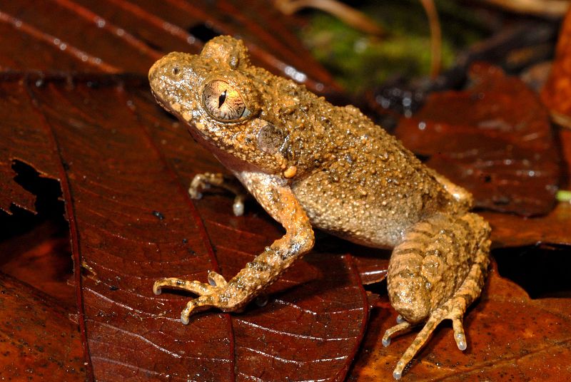 Leptolalax isos