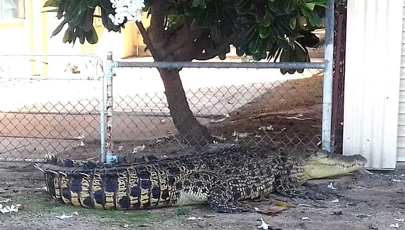Encuentran un cocodrilo de tres metros y medio en una vivienda de Queesland (Australia)
