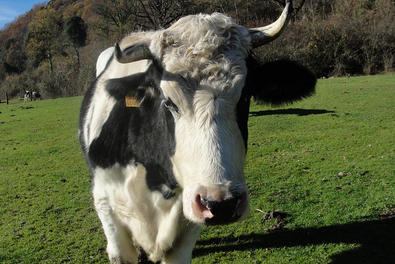 El toro Samuel, uno de los anfitriones del santuario Gaia