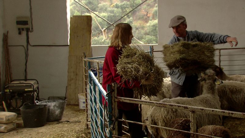 Ganadería tradicional lanar y caprina