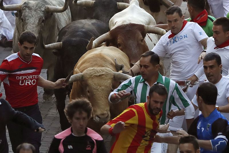 Un toro melocotón muy noble encabeza a la manada