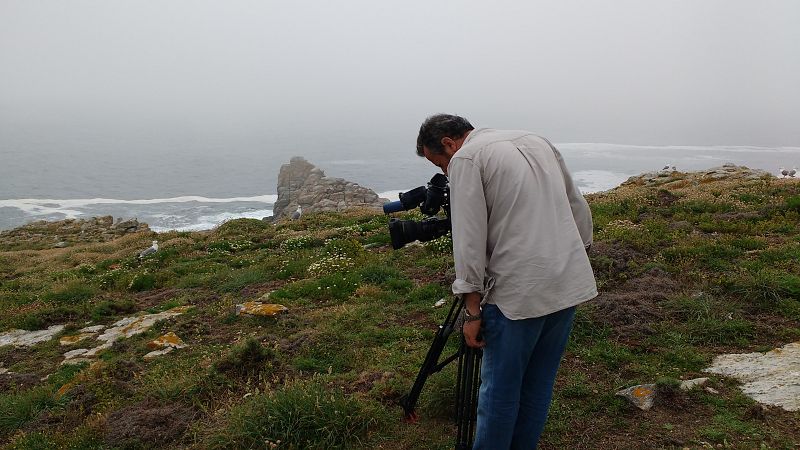 Las gaviotas patiamarillas protegen sus nidos