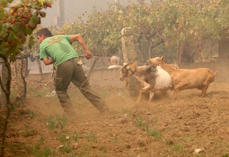 Una persona mueve sus reses ante el avance del incendio en la zona de Zamanes, Vigo