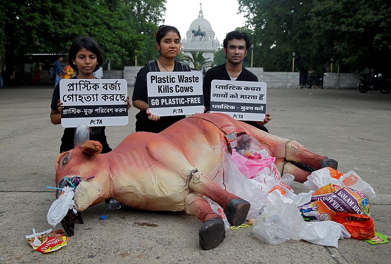 Denuncia de las muertes de animales