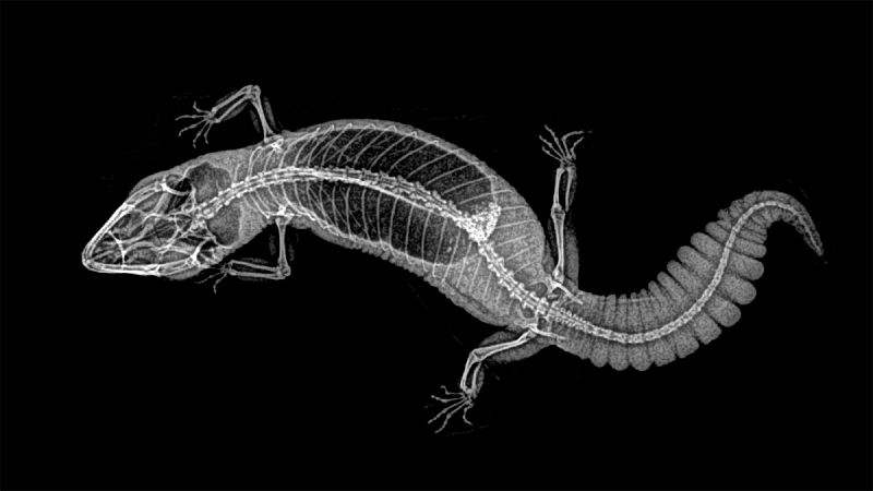 'Hemitheconyx caudicinctus' es una especie de reptil de la familia 'Eublepharidae'. Desafortunadamente, su uso como mascota está comenzando a extenderse.