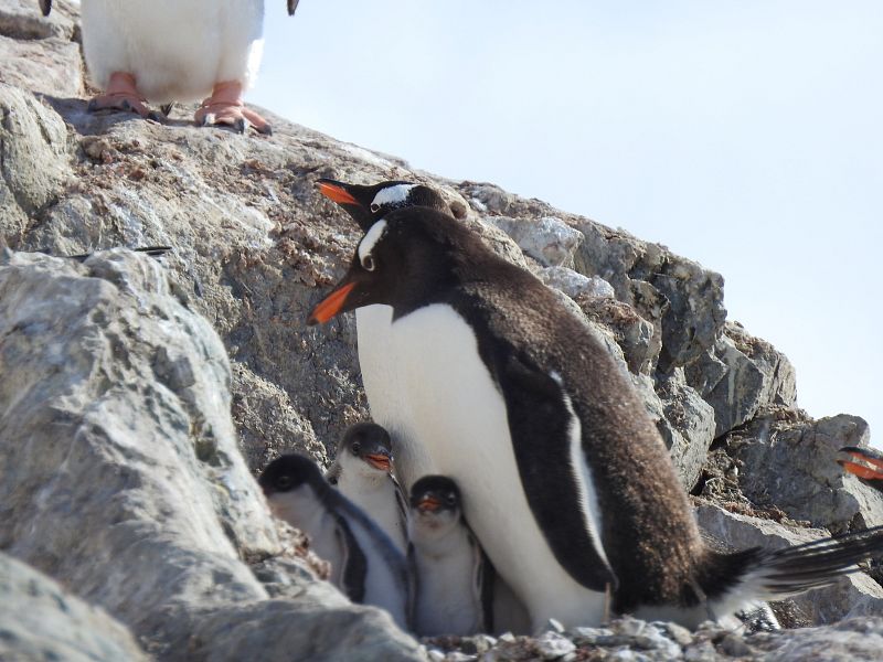 Pingüinos papúa en Bahía Paraíso