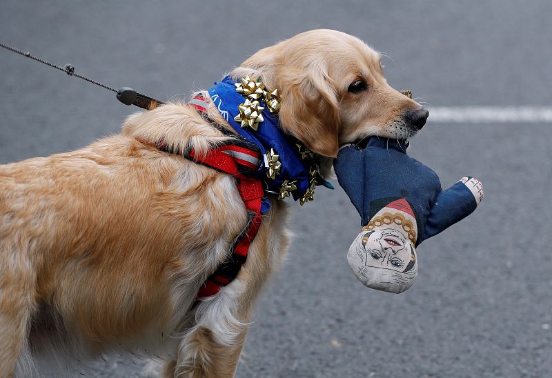 Un perro muerde una muñeca de trapo que representa a la primera ministra británica, Theresa May