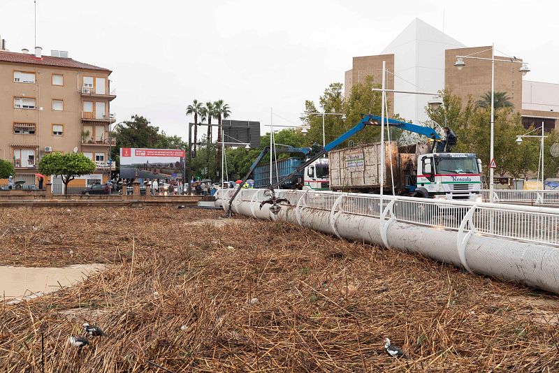 Gota fría: el aspecto del río Segura a su paso por la ciudad de Murcia