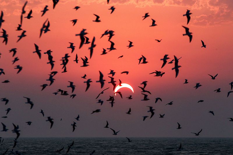 Imagen que muestra a las gaviotas volando sobre una playa en la ciudad de Kuwait, durante el eclipse solar (allí parcial).