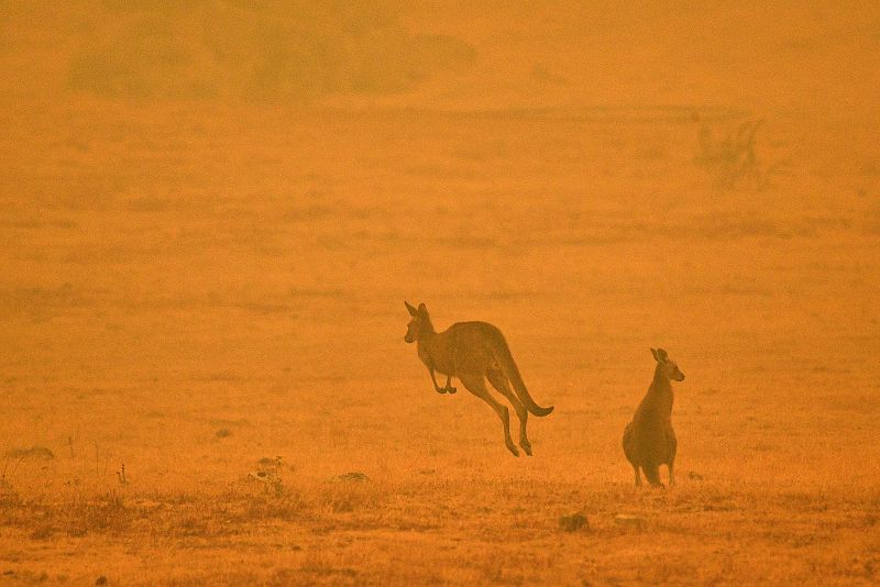 Dos canguros en medio del humo procedente del incendio de Snowy Valley, en las afueras de Cooma