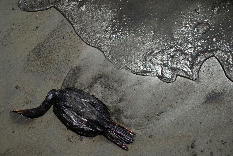 Ave ahogada entre el petróleo