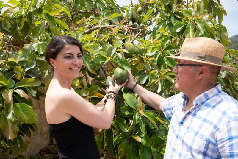 Macarena Olona visita una plantación de aguacates en Motril