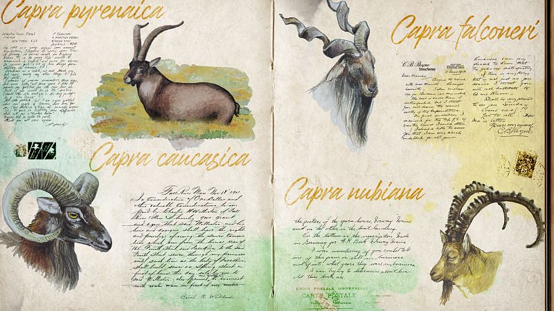 Cuaderno de campo: Cabra montesa