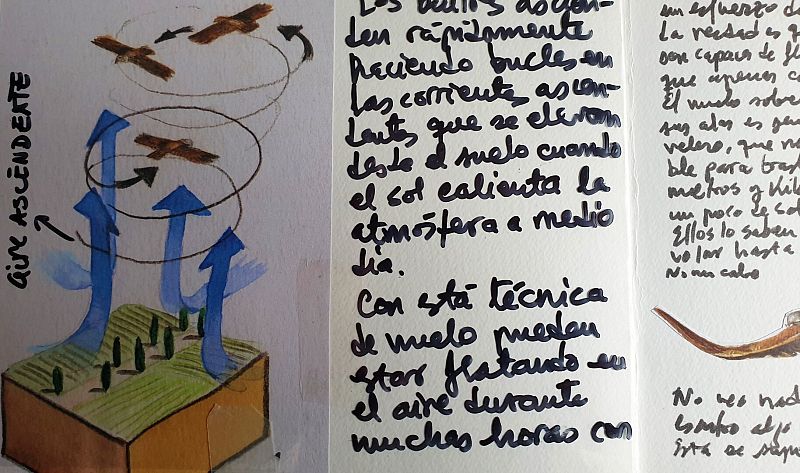 Buitre leonado