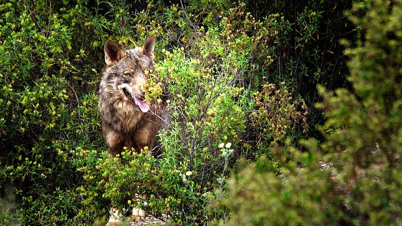 El lobo ibérico: un atleta superdotado