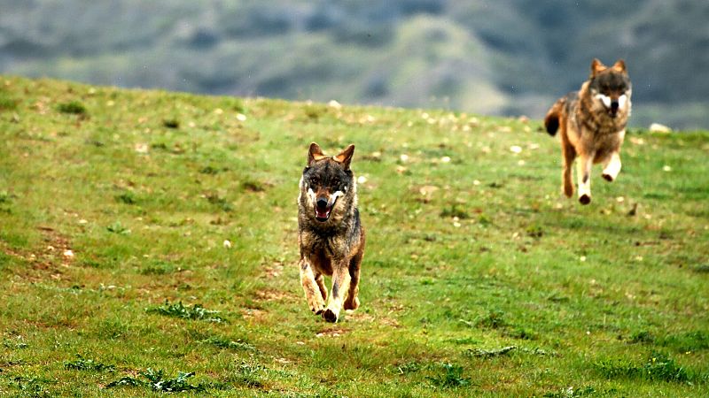 El lobo ibérico: un atleta superdotado