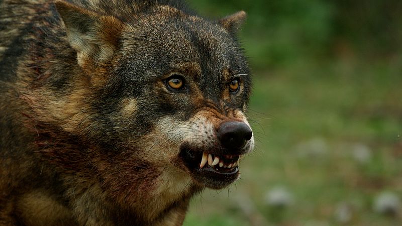 El lobo ibérico: un atleta superdotado