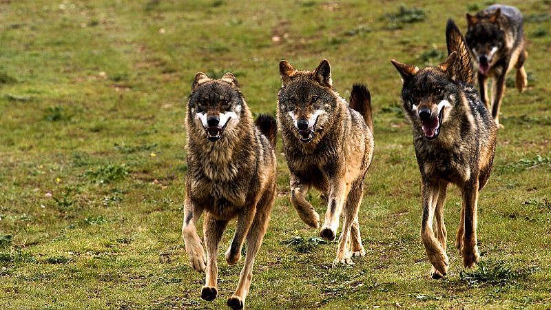 El lobo ibérico: un atleta superdotado