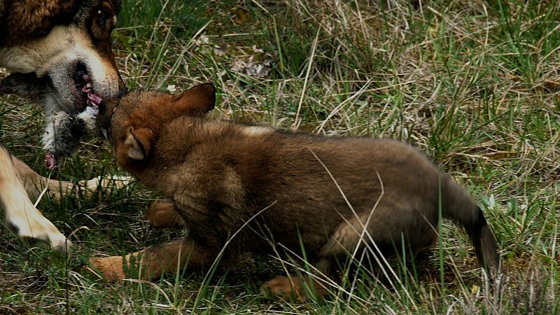 El lobo ibérico: un atleta superdotado