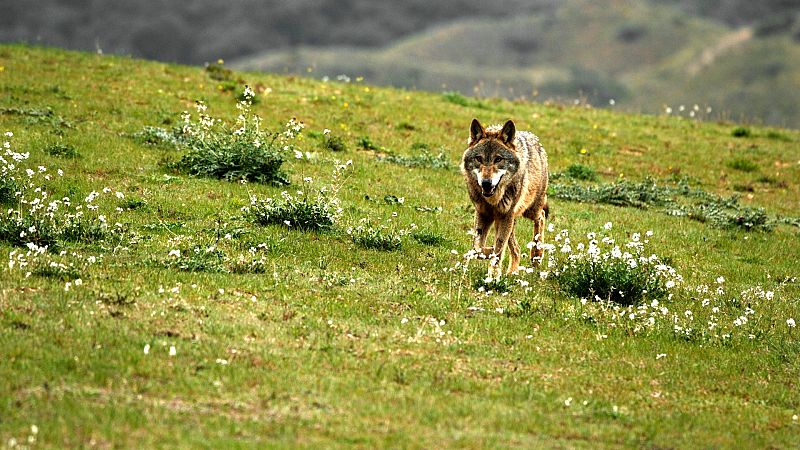 El lobo ibérico: un atleta superdotado
