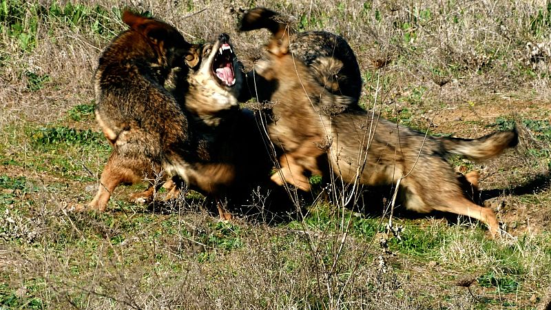 El lobo ibérico: un atleta superdotado