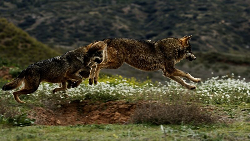 El lobo ibérico: un atleta superdotado