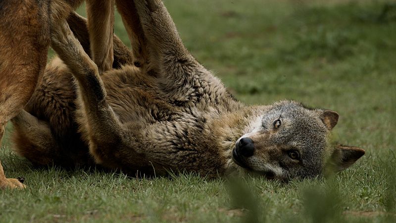 El lobo ibérico: un atleta superdotado