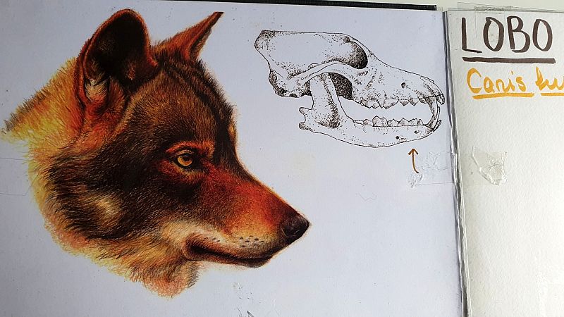 Cabeza de lobo