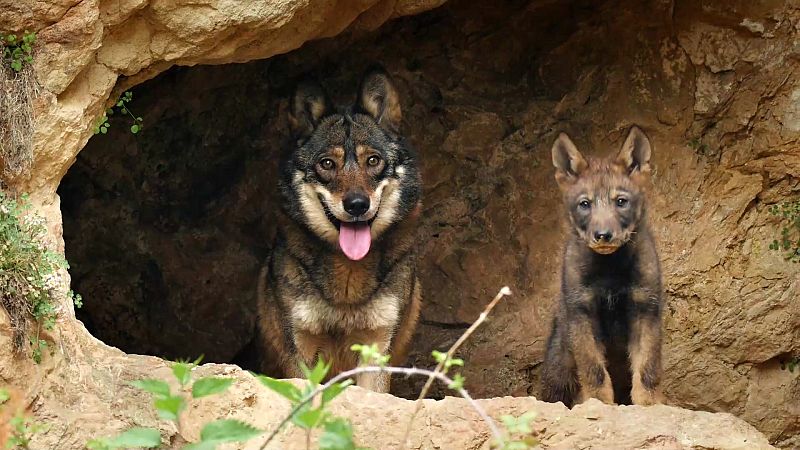 Lobo y su cría