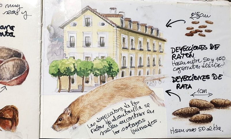 Curiosidades ratas y ratones