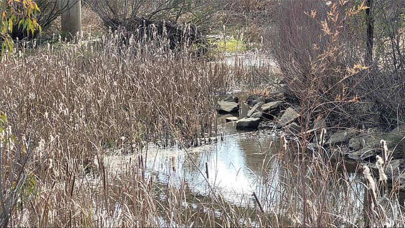 Vegetación y cañizos en la confluencia de los rios Agrio y Guadiamar