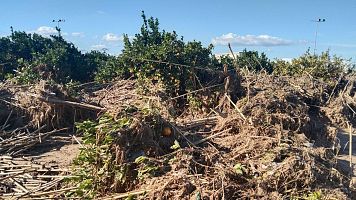 Los estragos de la DANA en la explotacin de naranjas en Algemes de Ismael Serrano