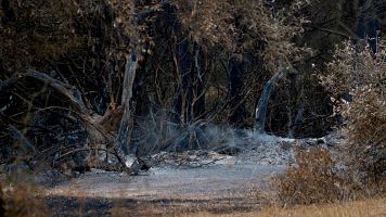 Fumerola de l'incendi de Pals (ACN | Arnau Martnez / Eloi Tost)