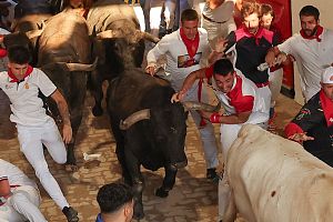 San Fermn: los Miura han hecho una espectacular entrada en el callejn de la plaza