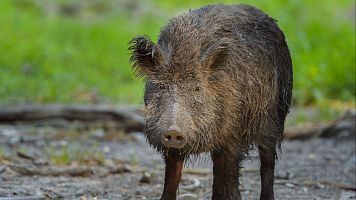 Un nuevo caso de peste porcina en Sant Just Devern obliga a ampliar el radio de seguridad