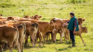 Pastor con terneros y vacas de trashumancia