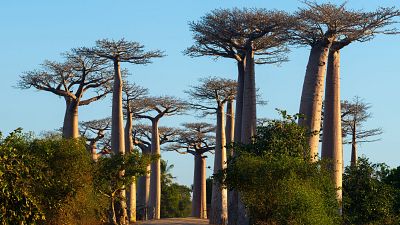 baobabs
