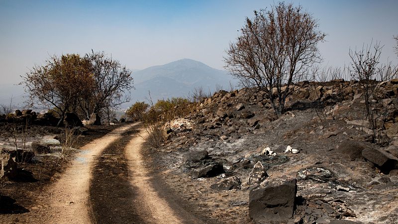 EuropaPress_7690806_terreno_quemado_incendio_forestal_cebreros_tiemblo_28_julio_2026_avila_castilla