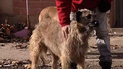 Animals fill shelters after the holidays