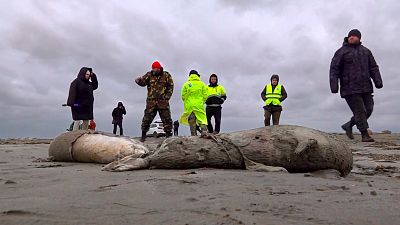 Una rara cría de morsa fue rescatada en Alaska, donde fue hallada  deambulando sola